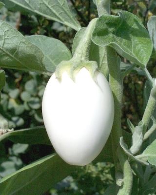 دانه تخم مرغ طلایی بادمجان - Solanum melongena - 25 دانه