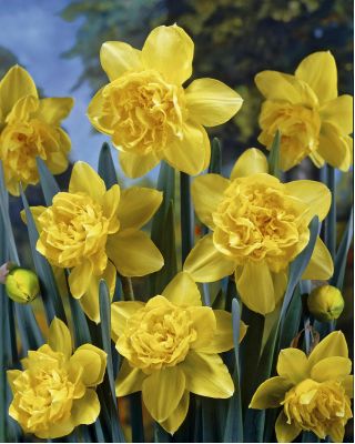 النرجس ديك وايلدن - النرجس البري ديك وايلد - 5 البصلة - Narcissus