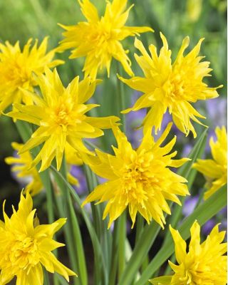 Påskeliljeslekta - Rip Van Winkle - pakke med 5 stk - Narcissus