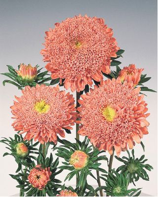 ピンクオレンジの「プリンセス」アスター -  500種 - Callistephus chinensis - シーズ