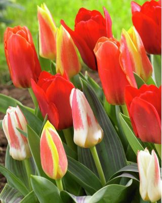 郁金香植物混合 - 郁金香植物混合 -  5个洋葱 - Tulipa botanical 