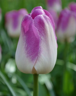 Tulipa Shirley - pacote de 5 peças