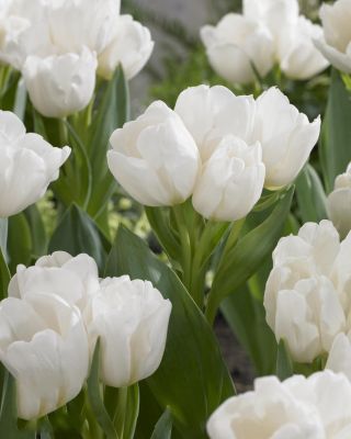 Tulpės Weisse Berliner - pakuotėje yra 5 vnt - Tulipa Weisse Berliner