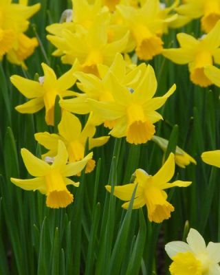 Narcissus Jonquilla Sweetness - 5 bebawang