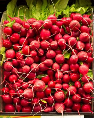 Radish "Lidka" - pentru cultivare de la începutul primăverii până la sfârșitul toamnei - 850 de semințe - Raphanus sativus L.