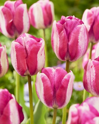 Tulipa Hotpants - pacote de 5 peças