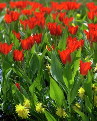 تشكيلة توليبيا توبرن - مجموعة متنوعة توليبن - 5 لمبات - Tulipa Tubergen's Variety