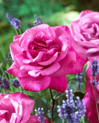 Storblomsterte rose - lyserosa (fuchsia) - potteplantefrø - 