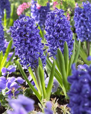 Modrá bunda Hyacinthus - modrá bunda Hyacinth - 3 cibuľky
