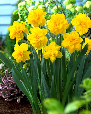 Double daffodil "Double Gold Medal" - 5 ชิ้น - 