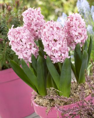 Aşk sümbül çift Prens - aşk sümbül Çift Prens - 3 ampul - Hyacinthus