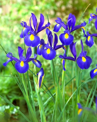 Iris hollandica Saphire Beauty - 10 květinové cibule - Iris × hollandica