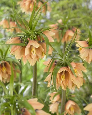 Crown imperial - Early Fantasy; Imperiale fritillary, Kaiser's kroon
