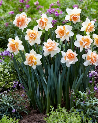 수선화가 가득 - 수선화가 가득 - 5 알뿌리 - Narcissus