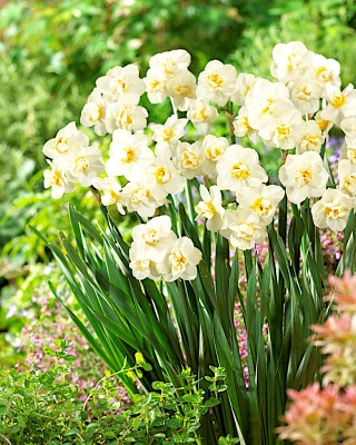 Narcissus Cheerfulness - Нарцис Бодрост - 5 луковици
