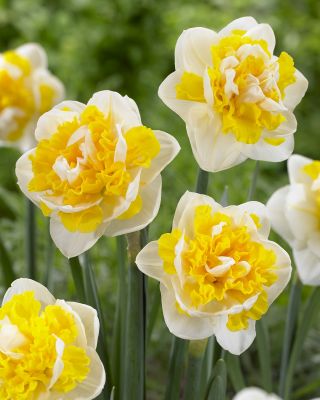 Διπλό daffodil Doctor Witteveen - 5 τεμ - 