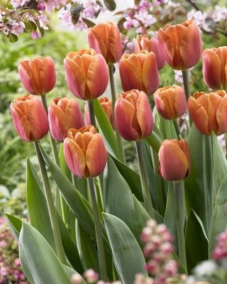 Tulpės Brown Sugar - pakuotėje yra 5 vnt - Tulipa Brown Sugar