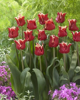 Tulp Elegant Crown - pakend 5 tk - Tulipa Elegant Crown