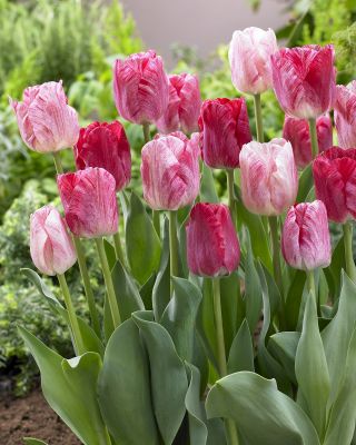 Хемисфера тулипана - 5 ком - Tulipa Hemisphere