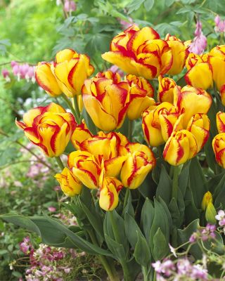 Tulipa Outbreak - Tulip Outbreak - 5 bulbs