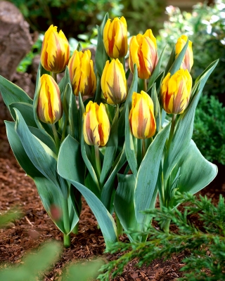 Tulipa Ravana - Tulip Ravana - 5 bulbs