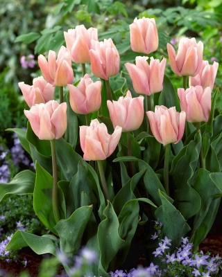 Tulipa Rejoyce - pacote de 5 peças
