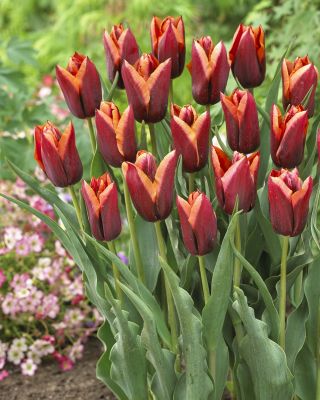 Tulipa Slawa - Tulip Slawa - 5 čebulic