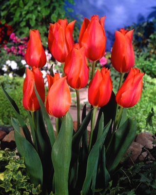 טוליפה מקדש היופי - טוליפ מקדש היופי - 5 בצל - Tulipa Temple of Beauty