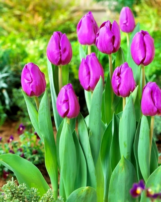 توليبدا بولد - توليب بولد - 5 لمبات - Tulipa Negrita