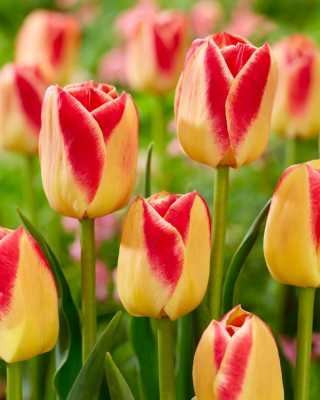 Tulipa kutak slatkiša - Tulip Candy Corner - 5 lukovica - Tulipa Candy Corner