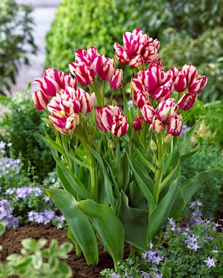 Tulipa Flaming Club - Tulip Flaming Club - 5 kvetinové cibule
