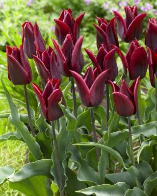 Tulipa 지속적인 사랑 - 튤립 지속적인 사랑 - 5 알뿌리 - Tulipa Lasting Love