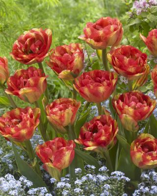 Tulipa Sundowner - Tulip Sundowner - 5 kvetinové cibule