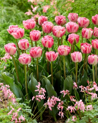 Tulpės Vogue - pakuotėje yra 5 vnt - Tulipa Vogue