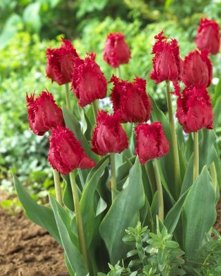 Tulipán Barbados - csomag 5 darab - Tulipa Barbados