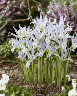Netted iris Painted Lady - 10 stk; gyldenettet iris