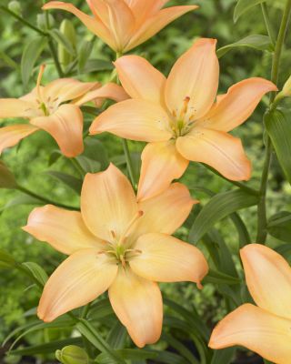 Asiatic lily - Easy Whisper