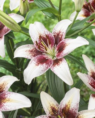 Asiatic lily - Tribal Kiss