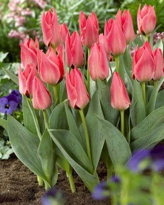 Nízko rostoucí růžový tulipán - Greigii růžový - 5 ks. - 