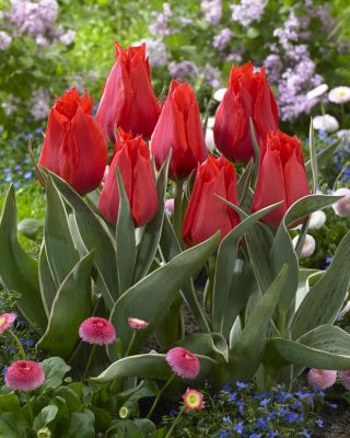 Lavtvoksende rød tulipan - Greigii rød - 5 stk.
