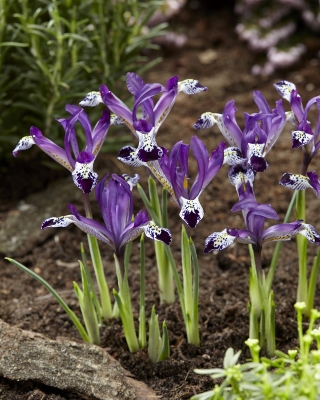 Netted iris Spot On - 10 pcs; golden netted iris