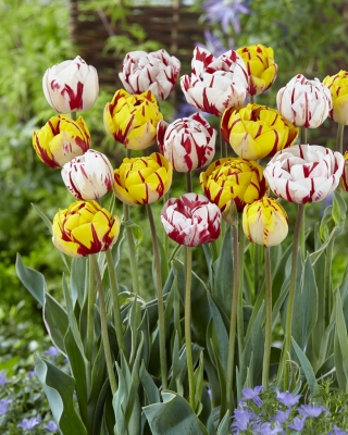 Garden Avant-garde - set 2 jenis tulip - 40 buah. - 