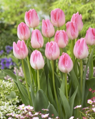 Tulipa First Class - Tulipán First Class - 5 květinové cibule