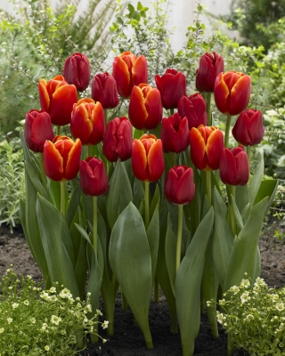 Tango yang menyala - set 2 jenis tulip - 40 pcs. - 
