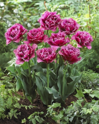 Тюльпан талісман - Tulip Mascot - 5 цибулин - Tulipa Mascotte