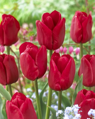 Tulipán Ile de France - csomag 5 darab - Tulipa Ile de France