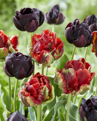Cancan - conjunto de 2 variedades de tulipas - 40 un. - 