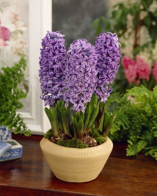 Hyacinth Purple Star - groot pakket! - 30 stuks - 