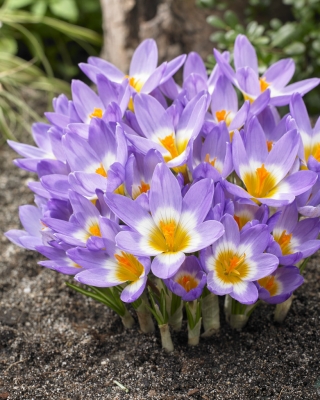 Kūrybinis pavasaris - 4 augalų rūšių rinkinys - 350 vnt.