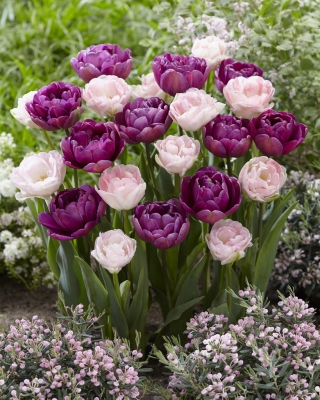 Secret Note - set di doppie varietà di tulipani con fiori rosa pallido e viola - 40 pezzi.